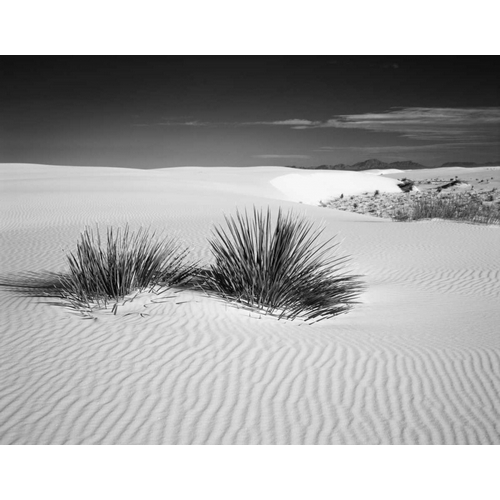 New Mexico, White Sands NM Bush in desert sand